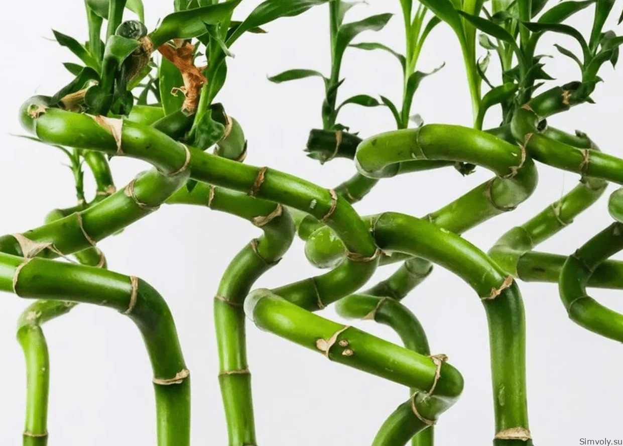 Бамбук удачи - это вид Dracaena sanderiana, который приносит удачу